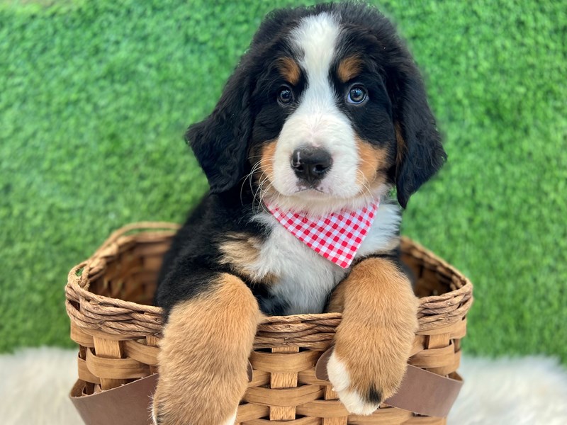 Bernese Mountain Dog-Male-Black Rust / White-3696666-The Barking Boutique