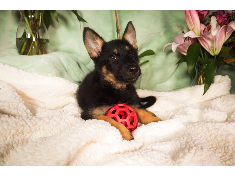 German Shepherd Dog-Female-Black / Tan-3696677-The Barking Boutique