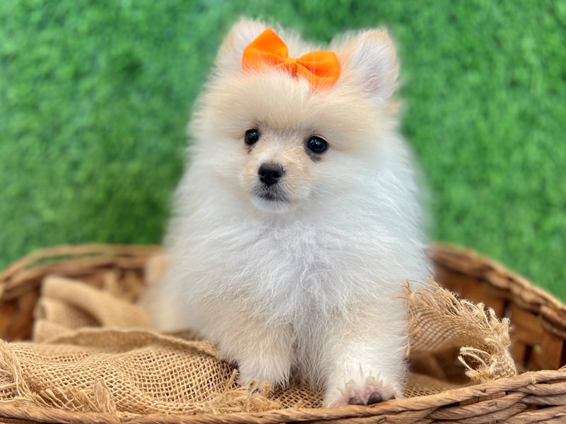Pomeranian-Female-Cream-3702084-The Barking Boutique