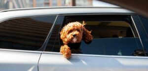 5 Tips For Driving With Your Pet