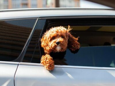 5 Tips For Driving With Your Pet