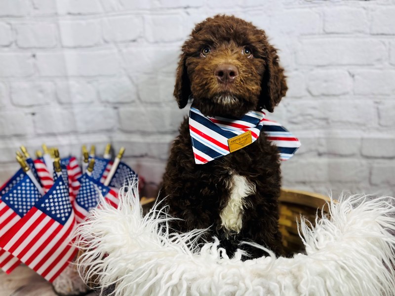 Standard Poodle-Male--3662242-The Barking Boutique