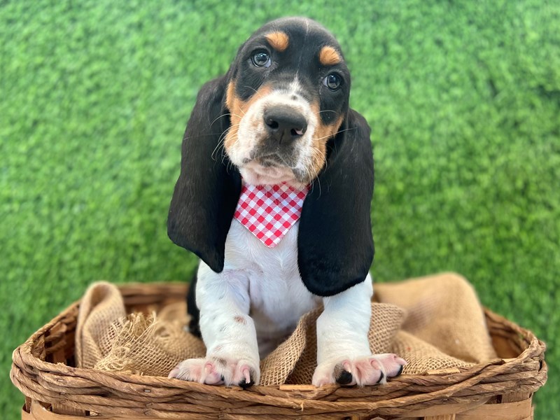 Basset Hound-Male-Black Red / White-3692977-The Barking Boutique