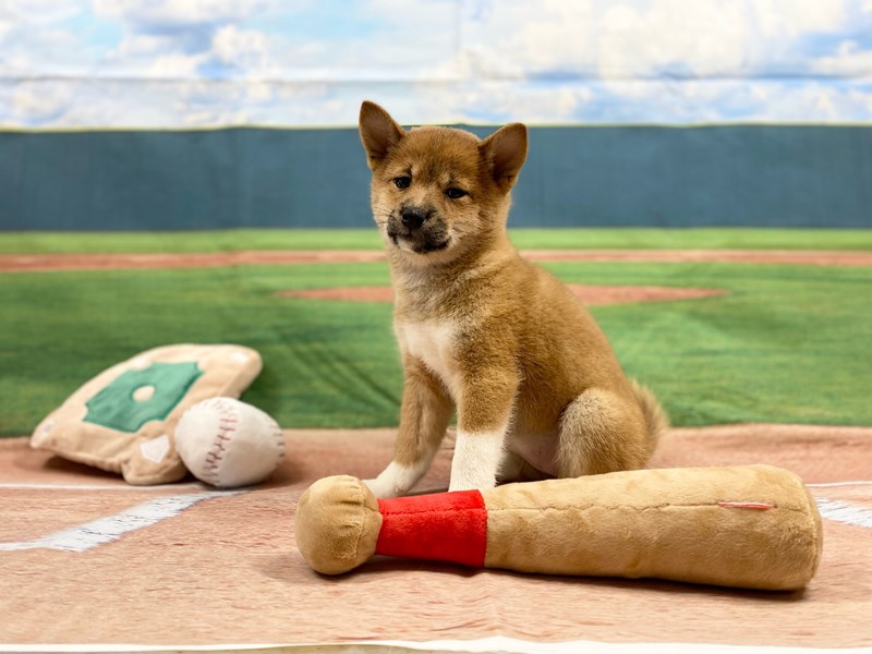 Shiba Inu-Female-Red-3692975-The Barking Boutique