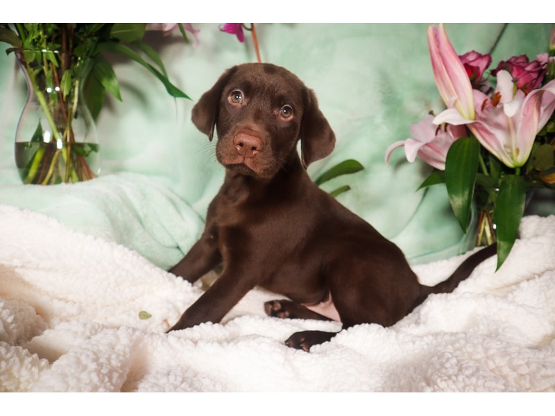 Labrador Retriever-Female-Chocolate-3696670-The Barking Boutique