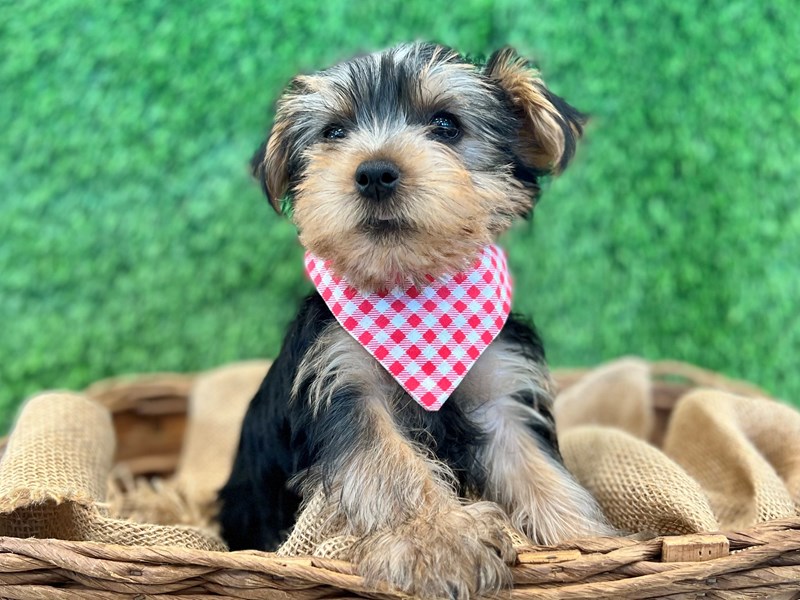 Yorkshire Terrier-Male-Black / Tan-3706090-The Barking Boutique