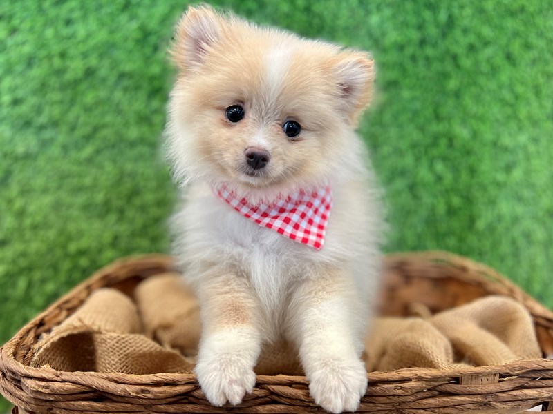 Pomeranian-Male-Cream-3706145-The Barking Boutique