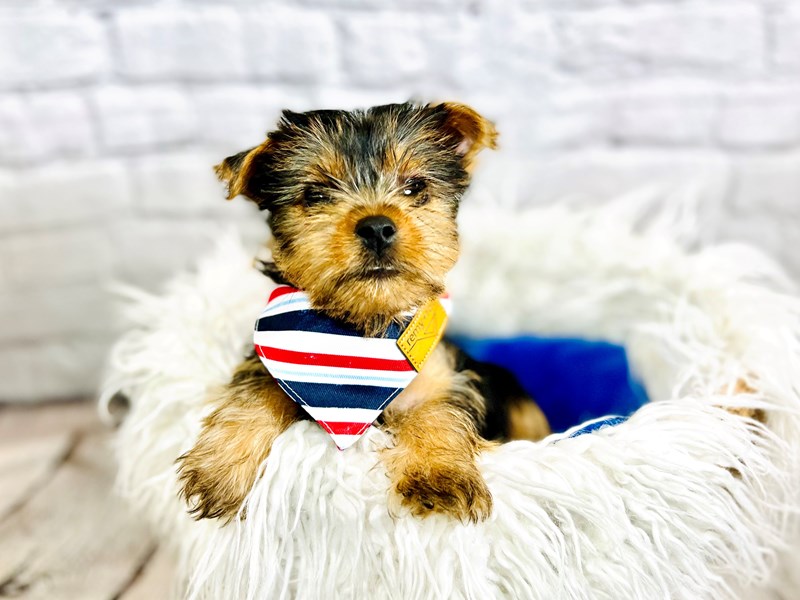 Yorkshire Terrier-Male-Black / Tan-3706220-The Barking Boutique