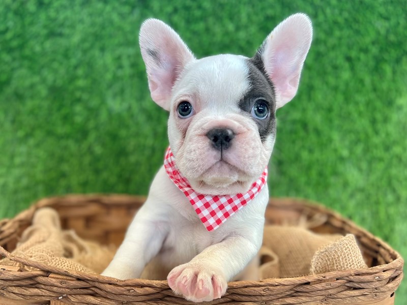 French Bulldog-Male-White-3720568-The Barking Boutique