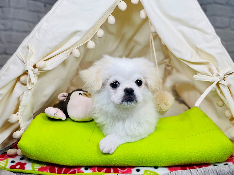 Pekingese-Male-White / Biscuit-3669553-The Barking Boutique