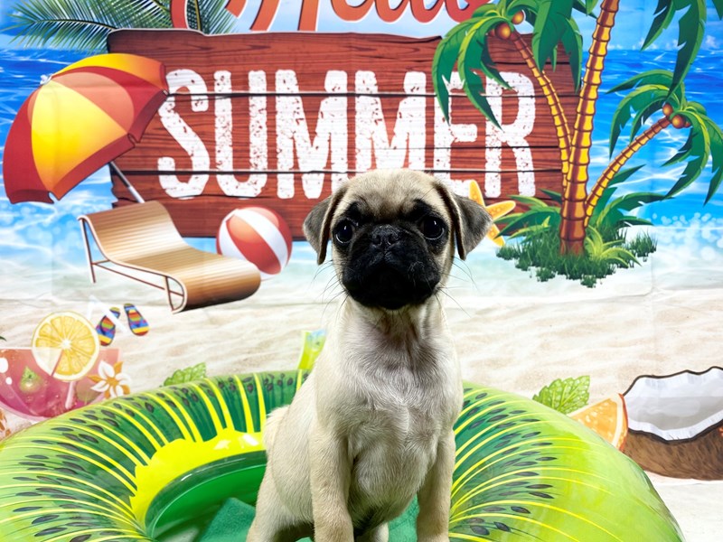 Pug-Male-Fawn-3720576-The Barking Boutique