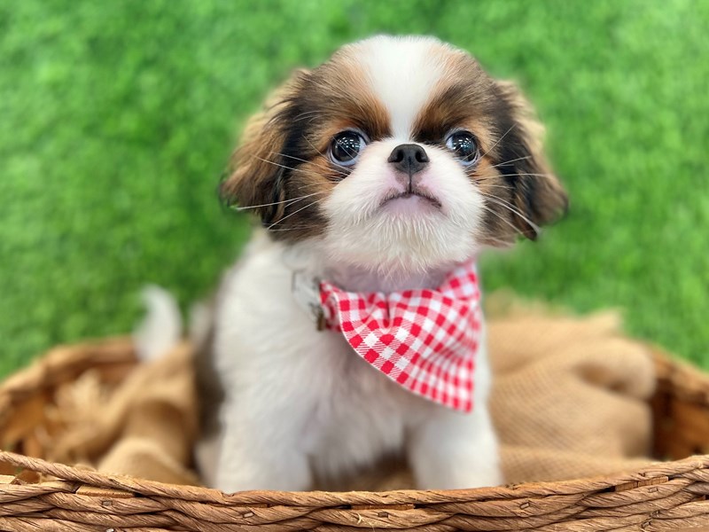 Japanese Chin-Male-Brown / White-3724844-The Barking Boutique