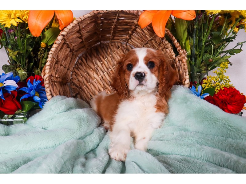 Cavalier King Charles Spaniel-Male-Tan &White-3727786-The Barking Boutique