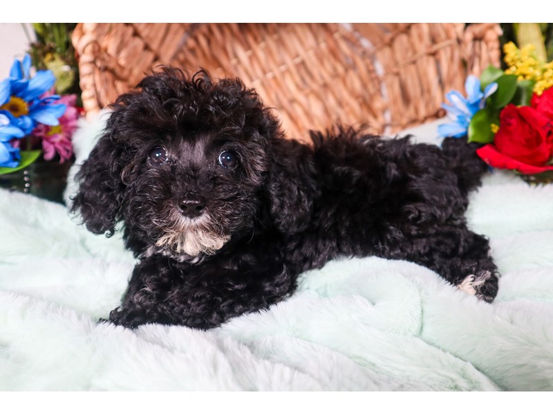 Miniature Poodle-Female-Black /White-3727772-The Barking Boutique