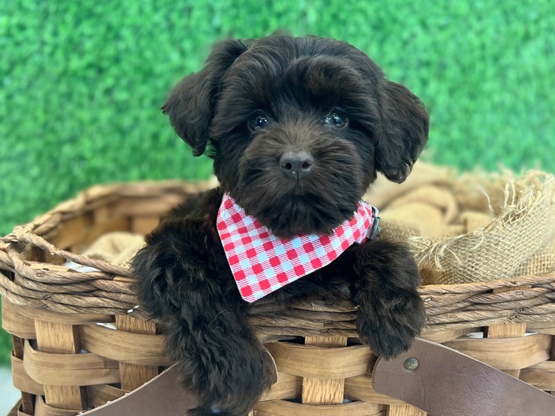 Poodle-Male-Chocolate-3729546-The Barking Boutique