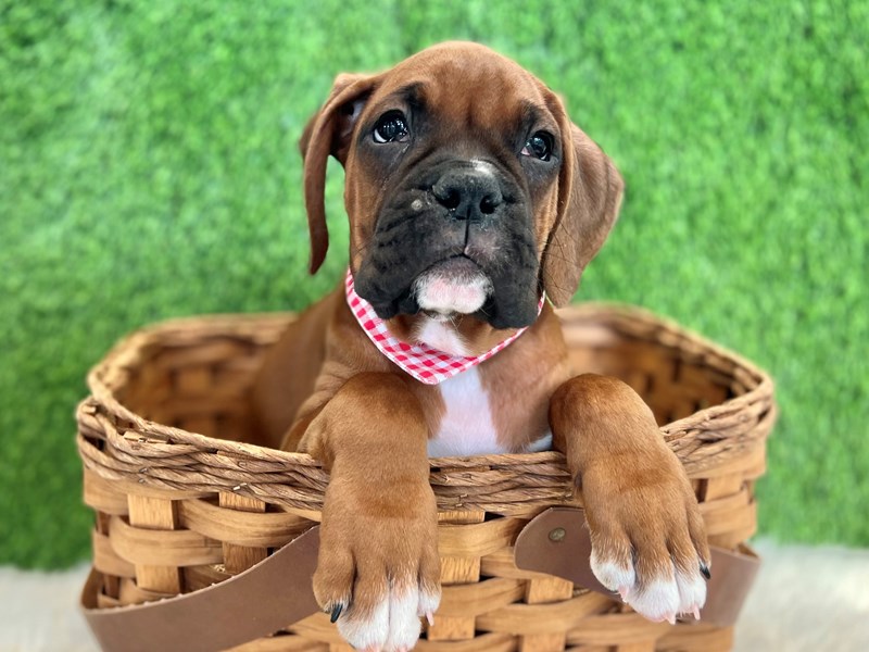 Boxer-Male-Mahogany-3711303-The Barking Boutique