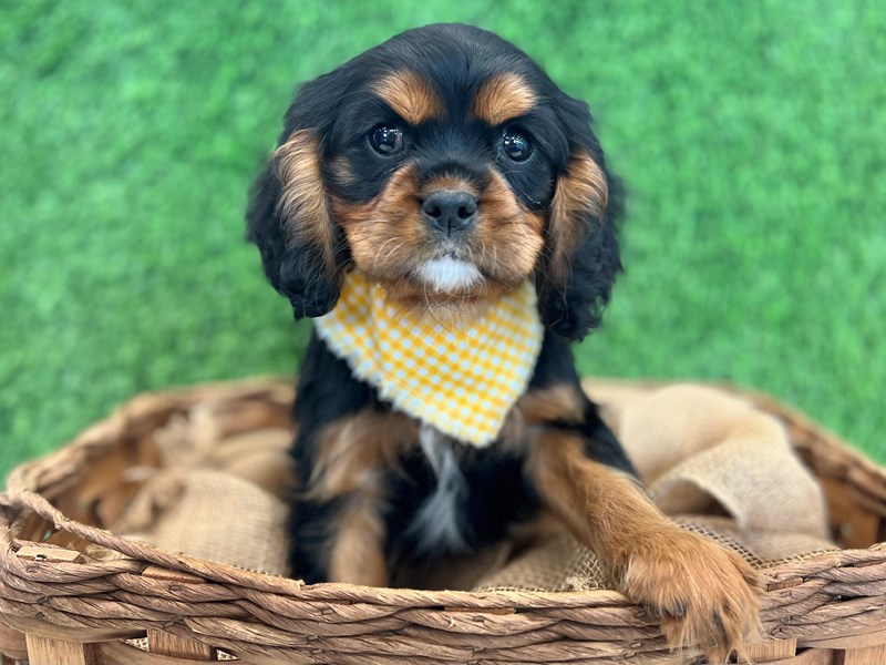 Cavalier King Charles Spaniel-Male-Blk & tn-3726133-The Barking Boutique