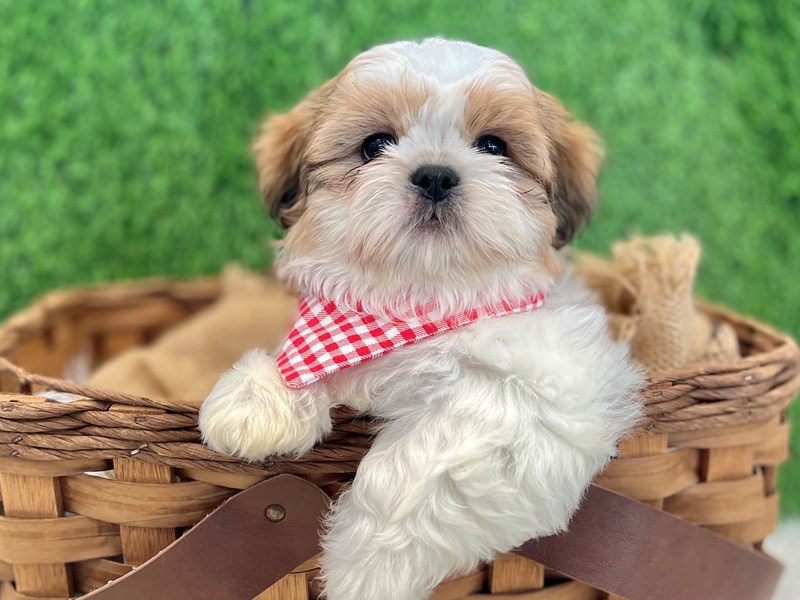 Shih Tzu-Male-Brown Sable-3729547-The Barking Boutique