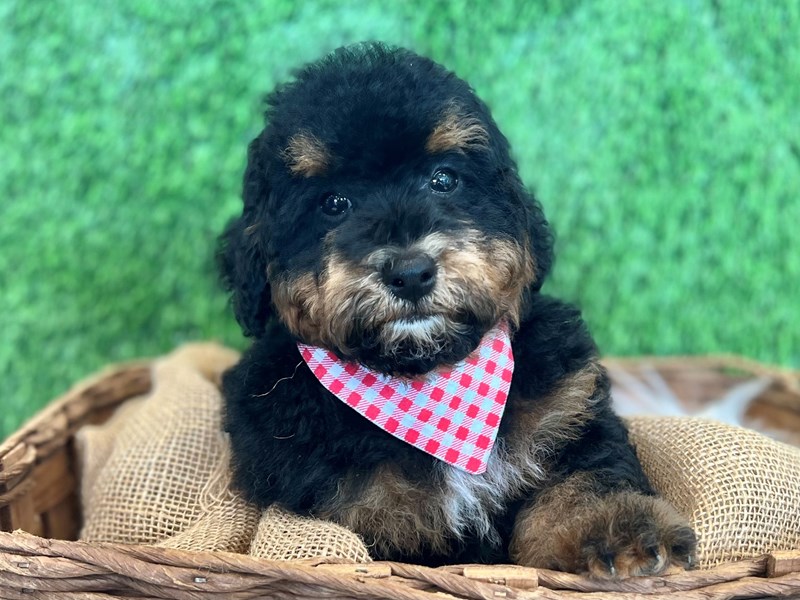 F1b Cavapoo-Male--3734255-The Barking Boutique