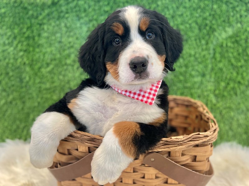 Bernese Mountain Dog-Male-Tri-Colored-3749673-The Barking Boutique