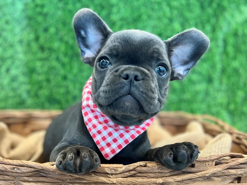 French Bulldog-Male-Blue Merle-3751309-The Barking Boutique