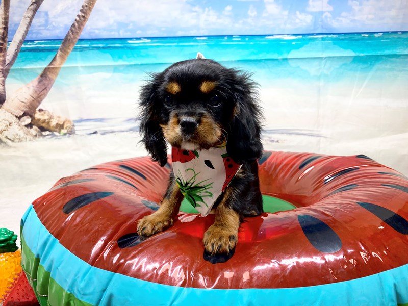Cavalier King Charles Spaniel-Male--3751016-The Barking Boutique