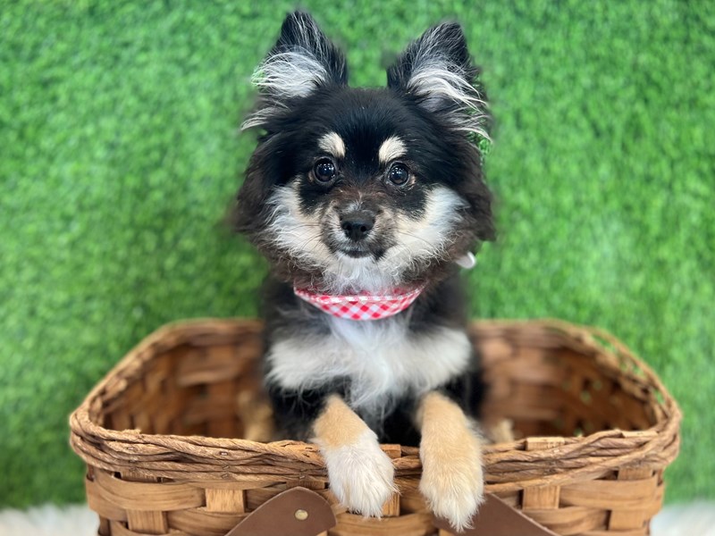Pomeranian-Male-Black and White-3652741-The Barking Boutique