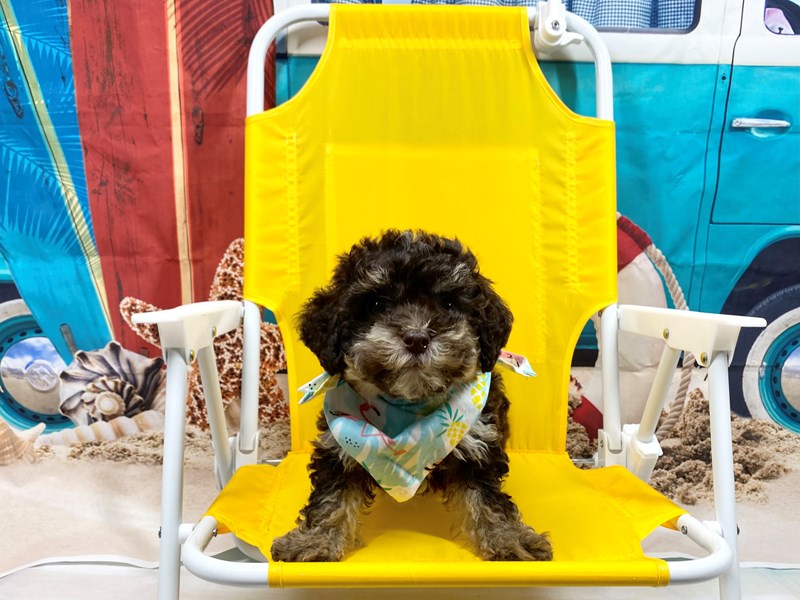 Aussiedoodle Mini-Male-Chocolate Merle-3757712-The Barking Boutique