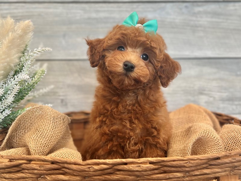 Poodle-Female-Red-3773296-The Barking Boutique