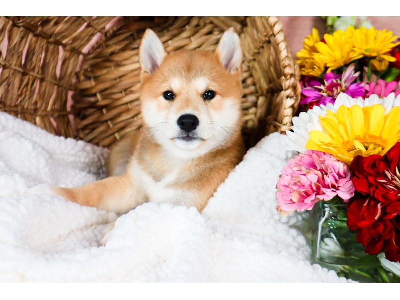 Shiba Inu-Female-Red-3782586-The Barking Boutique