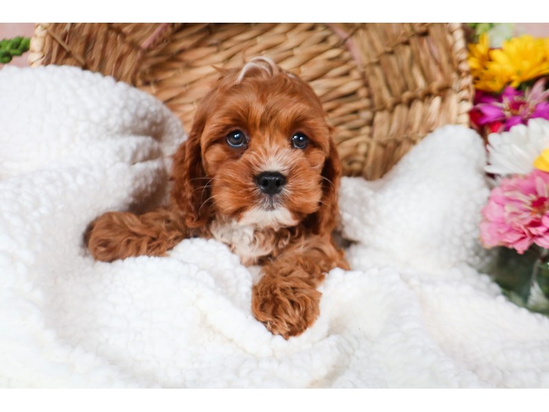 Cavapoo-Male-Ruby-3782591-The Barking Boutique