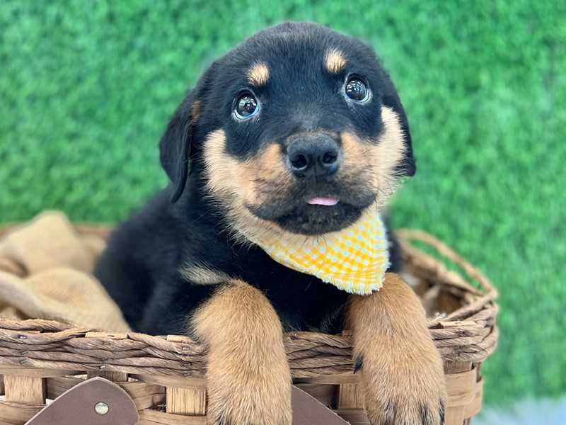Rottweiler-Male-Black / Tan-3757714-The Barking Boutique