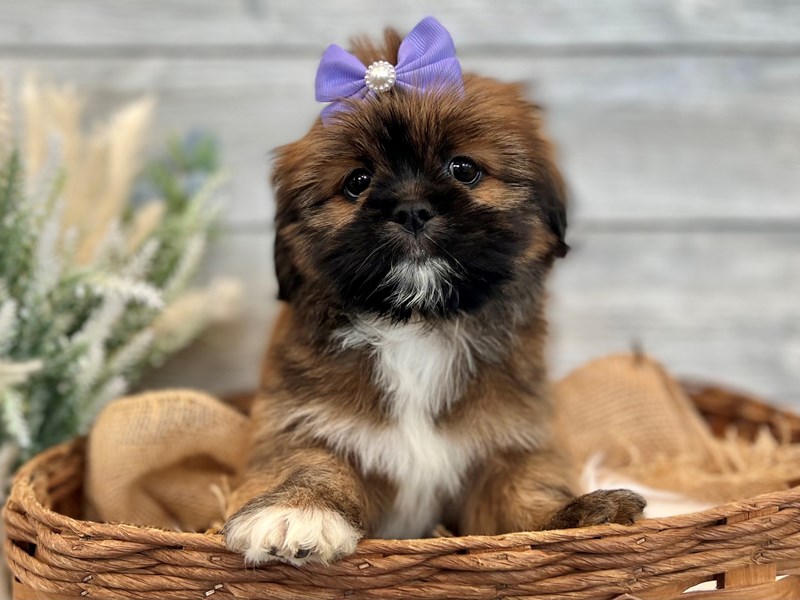 Lhasa Apso-Female-Red Gold-3776543-The Barking Boutique