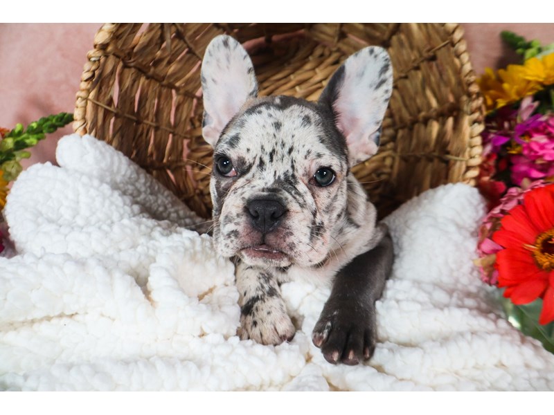 French Bulldog-Male-Blue Merle-3782600-The Barking Boutique