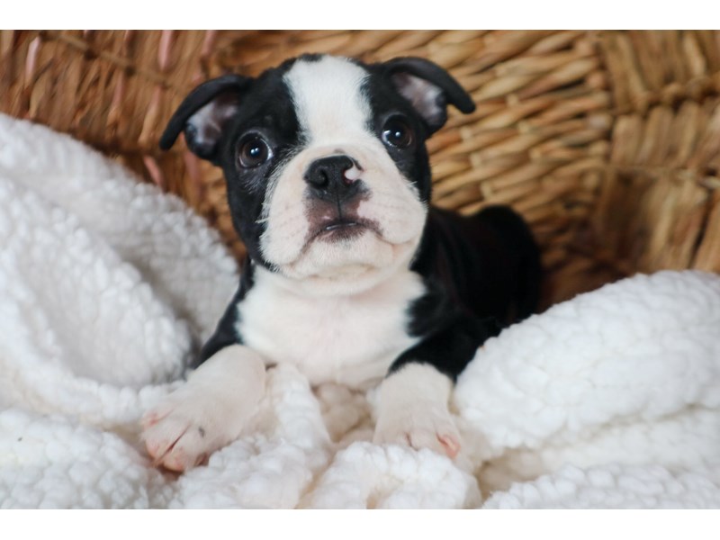 Boston Terrier-Male-Black / White-3782590-The Barking Boutique