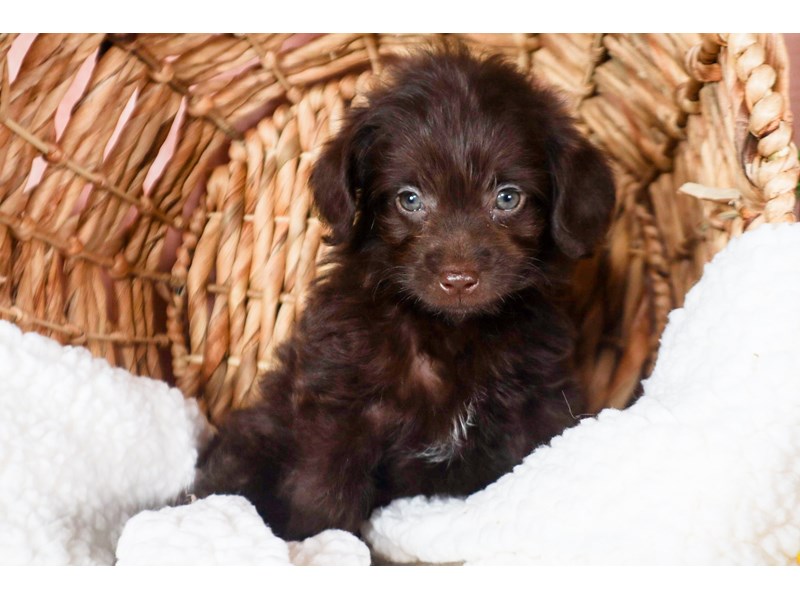 Labradoodle Mini 2nd Gen-Female-Chocolate-3782594-The Barking Boutique