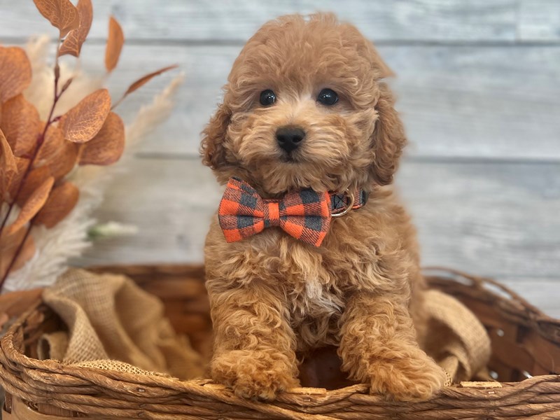 F1B micro mini Goldendoodle-Male-Red-3788159-The Barking Boutique