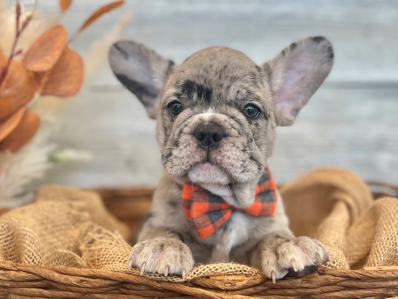 French Bulldog-Male-Bl Merle-3788078-The Barking Boutique