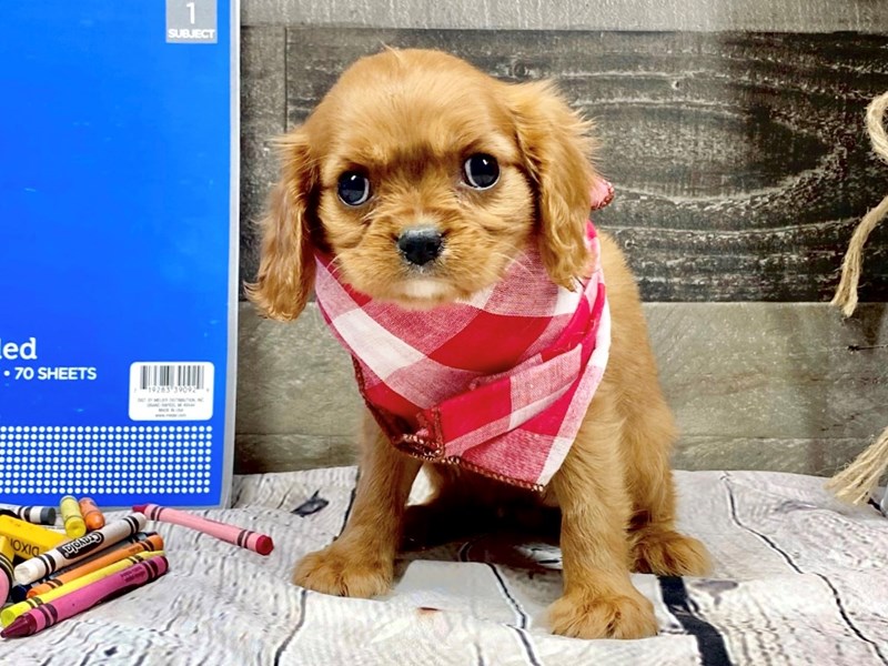 Cavalier King Charles Spaniel-Female-Ruby-3776540-The Barking Boutique