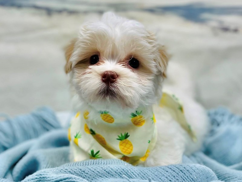 Havanese-Male-White / Apricot-3767325-The Barking Boutique