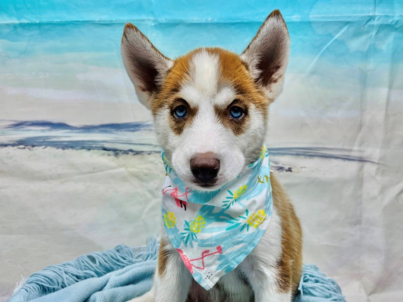 Siberian Husky-Female-Red / Tan-3767361-The Barking Boutique