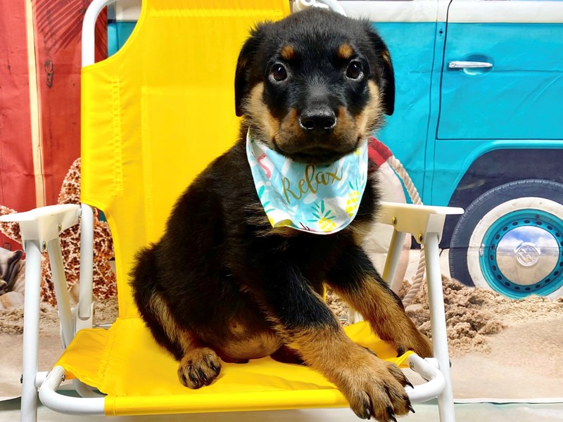Rottweiler-Male-Black / Tan-3757715-The Barking Boutique