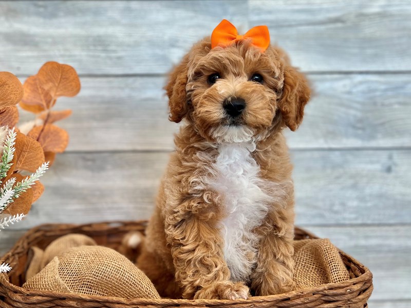 Micro Mini Goldendoodle-Female-Red-3796849-The Barking Boutique