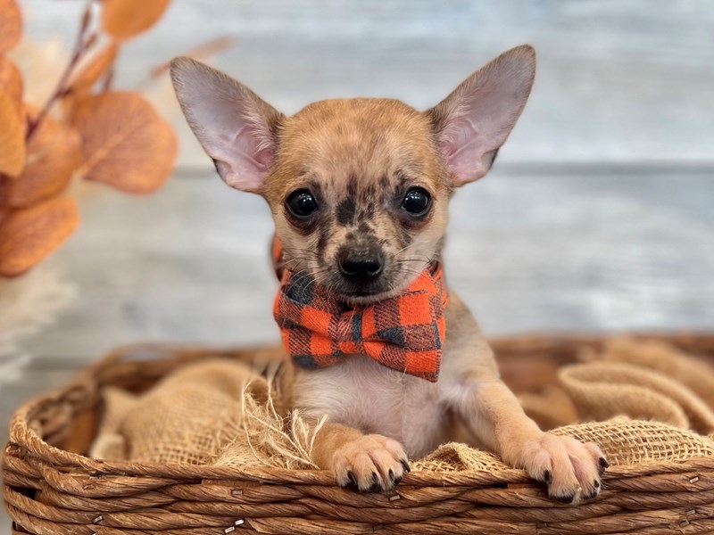 Chihuahua-Male-Chocolate Merle-3794716-The Barking Boutique