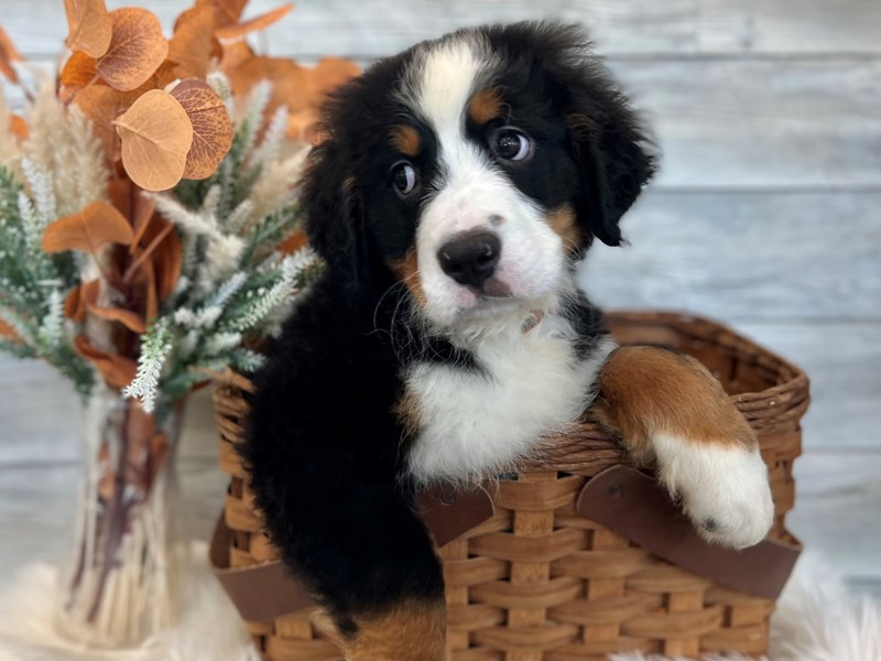 Bernese Mountain Dog-Male-Tri-Colored-3794577-The Barking Boutique