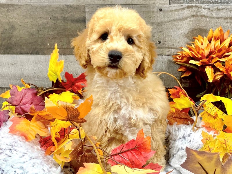 Micro Mini Goldendoodle-Male-Red-3796921-The Barking Boutique