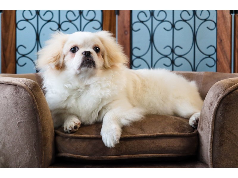 Pekingese-Male-White / Biscuit-3669552-The Barking Boutique
