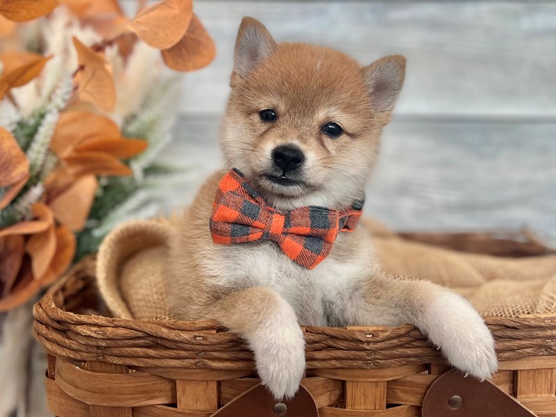 Shiba Inu-Male-Red-3810154-The Barking Boutique