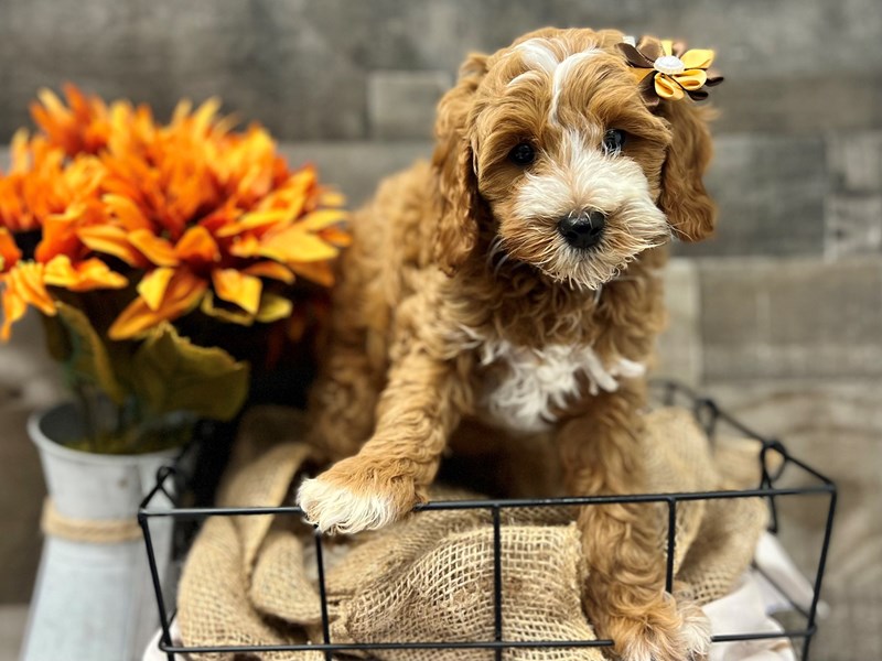 F1b Cavapoo-Female-Red & Wht-3815830-The Barking Boutique