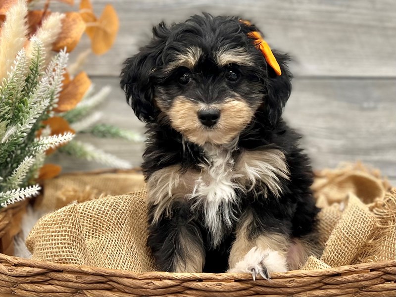 Aussiedoodle-Female-Tri-Colored-3819161-The Barking Boutique